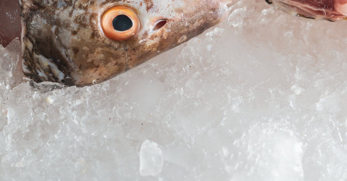 How to Incorporate Frozen Fish into Your Diet