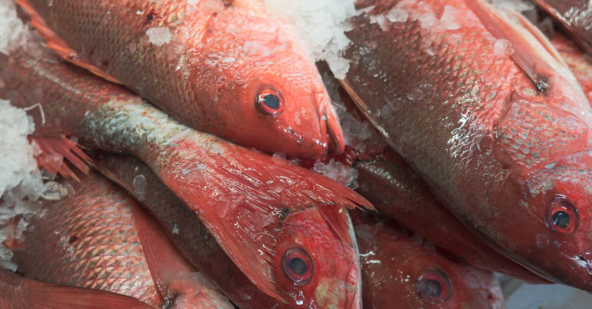 Why Buying Frozen Fish Online is Beneficial