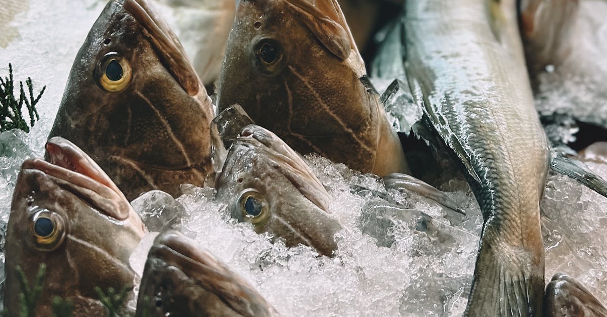 Why Frozen Fish Can Be Beneficial for Mental Health