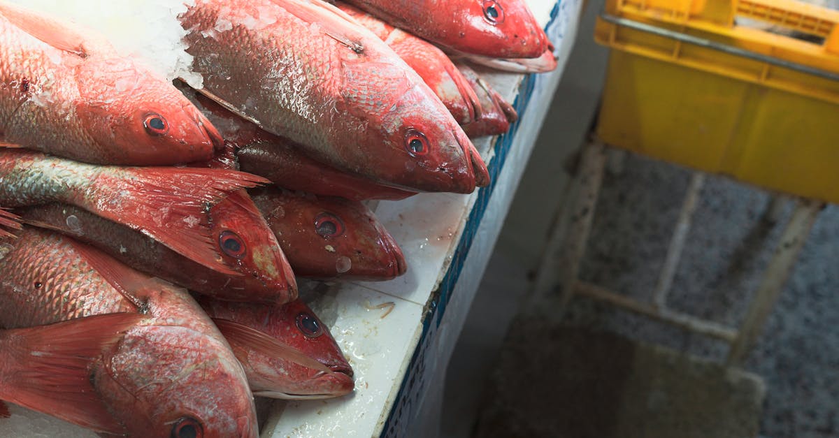 Why Frozen Fish is a Sustainable Protein Option