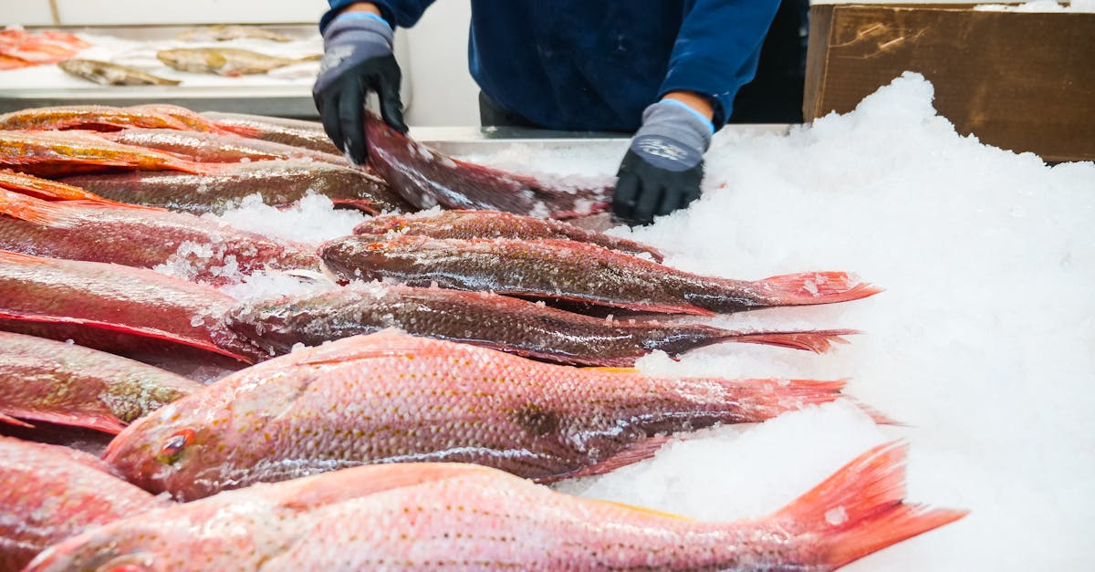 Why Quality Matters When Choosing Frozen Fish